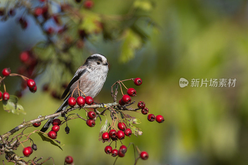 长尾山雀(Aegithalos caudatus)